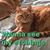 Sharon Donahoe's profile image