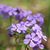 Brenda Schmelz's profile image