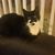 Jan Mamone's profile image