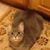 Mary Kay Hellman's profile image
