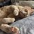 Deborah Whittington's profile image