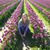 Julee Harlow Henry's profile image