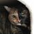 Susan Veitch-Mitchell's profile image