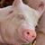 Russ Lytle's profile image