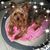Nicole Iwaskiewicz's profile image