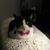 Pat Krieger's profile image
