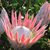 Stephanie Deba Lauck's profile image