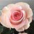 Natalie Fay Brattin's profile image