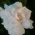 Linda Kelly's profile image