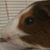 Lisa Lindberg's profile image