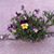 Janet Allison Hamende's profile image