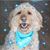Kathy Pfeifer Harvey's profile image