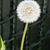 Linda Thistle's profile image