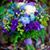 Jeannie Ganley Gongora's profile image