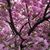 Myra Muñoz Edgington's profile image