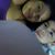 Garcia Susana's profile image