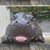 Roland Edward Fisch's profile image