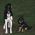 Sue DeFrancis's profile image