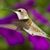 Norma Williams's profile image