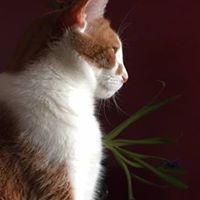 Meg Storie's profile image