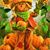 Theresa Faught Canady's profile image