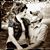 Chana Green's profile image