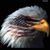 Tony Bresse's profile image