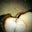 kim Bell's profile image