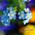 Donna Wolf Beals-Pearsall's profile image