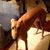 Melissa Grace Bailey's profile image