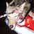 Christobo Sakimoto's profile image