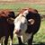 Basia Franks's profile image