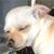 William Oberst's profile image