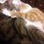 Susan Springer's profile image