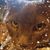 Joann Charboneau's profile image
