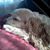 Ileana Balazs's profile image