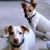 Janice Brown Voyles's profile image
