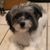 Joni Sommer's profile image