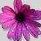 Deborah Carter's profile image