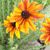 Donna Tollett King's profile image