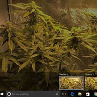 Philip Cammarano's profile image