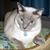 Pashasmom PurrFour's profile image