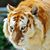 Daniel Jin's profile image