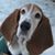 Abby Williams's profile image