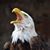 Diana Lynn's profile image