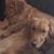 Sandra Dargis-Iannitti's profile image