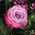 Cynthia Oyama Shishido's profile image