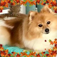 Sandra Urbanski-Ricciuto's profile image