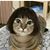 Sally Sue White's profile image