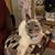 Sharon Mcguire's profile image